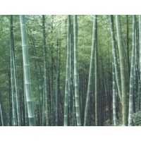 成都楠竹 鳳尾竹 毛竹 剛竹等觀賞竹供應