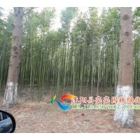 供應剛竹 紫竹 早園竹 毛竹 箬竹 青皮竹