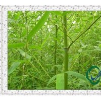 竹苗|早園竹供應(yīng)|雷竹