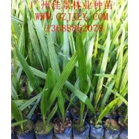 加拿利海棗營(yíng)養(yǎng)苗加拿利海棗小袋苗加拿利海棗種子質(zhì)優(yōu)價(jià)廉