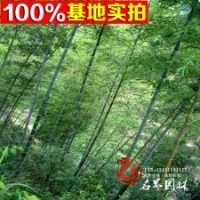 大量批發(fā)1-5年生 翠竹 價格低