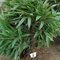 箬竹