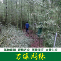 早園竹