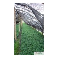 成都袖珍椰子供應 蒲葵 棕竹 工程苗木