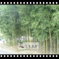 北京早園竹