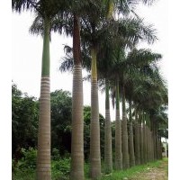 福建大王椰子供應(yīng)商，大王椰子的價格，大王椰子