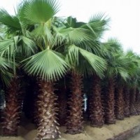 福建華棕批發(fā)低價處理，老人葵苗圃基地供應商