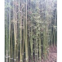 菜架竹價格四季青竹業(yè)出售金鑲玉竹