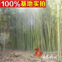 長期供應庭院竹子金鑲玉竹早園竹等