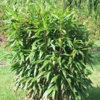 供應(yīng)各種規(guī)格竹子，品種齊全