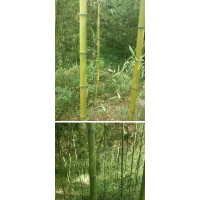 供應(yīng)綠化竹子