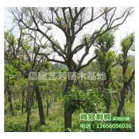 供應(yīng)雞冠刺桐