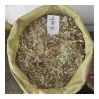 供應(yīng)五角楓種子