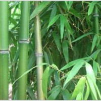 河北早園竹