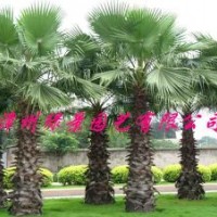 福建老人葵產(chǎn)地直銷(xiāo)，老人葵報(bào)價(jià)，老人葵產(chǎn)地