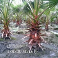 出售老人葵