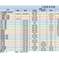 銀海棗、老人葵、霸王棕、垂榕、紅車、四季桂、米蘭、九里香、黃