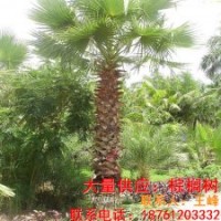 鹽城棕櫚