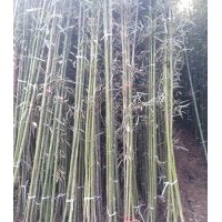 今日北京竹苗價(jià)格出售紫竹鋼竹青竹1-5公分竹苗價(jià)格