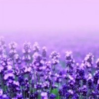 草花,山一草花批發(fā)基地,國慶草花預(yù)定