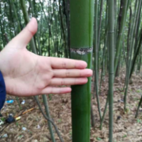 綠化竹子