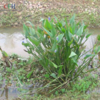 梭魚草