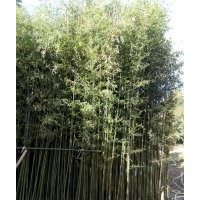竹子工程苗木批發(fā) 剛竹斑竹苗子