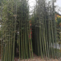 供應(yīng)唐竹