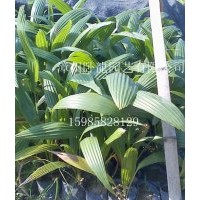 小蒲葵