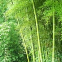 竹子大甩賣了