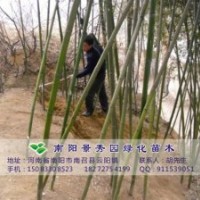 南陽供應竹子