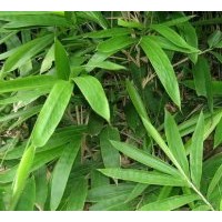 常年供應(yīng)各種規(guī)格箬竹