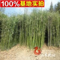 基地批發(fā)綠化苗紫竹 青竹 金鑲玉