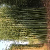 毛竹