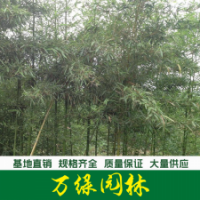 青皮竹