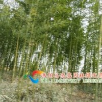 供應竹子，竹苗、剛竹，毛竹，紫竹