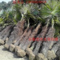 供應(yīng)棕櫚、海桐球、紅花繼木球、木槿、本土石楠、火棘球