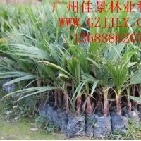 老人葵營(yíng)養(yǎng)苗供應(yīng)商供應(yīng)老人葵小袋苗大量供應(yīng)老人葵價(jià)格