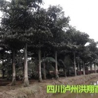 魚尾葵基地