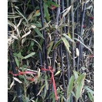 河北竹苗價(jià)格行情提供河南竹苗價(jià)格1-5公分竹苗