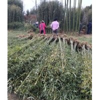 優(yōu)惠啦！四季青竹業(yè)出售青竹毛竹鋼竹金鑲玉竹價(jià)格