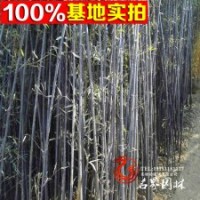 蘇北直銷優(yōu)質紫竹竹苗規(guī)格齊全