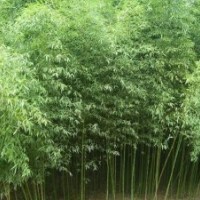 供應(yīng)青竹、黃竹、羅漢竹、金鑲玉竹