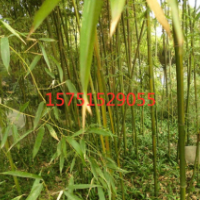供應(yīng)黃槽竹