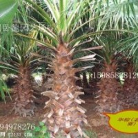 華棕加拿利海棗、中東海棗、銀海棗、華棕（華盛頓棕櫚）