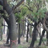 供應(yīng)：銀海藻 雞冠熾（袋苗）