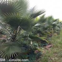 貴州老人葵桿高50-150公分13000株低價急售