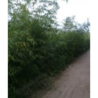 直銷(xiāo)淡竹，分尾竹，早園竹，黃槽竹
