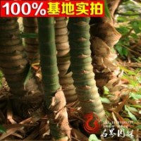 盆栽植物 羅漢竹 人面竹 壽星竹