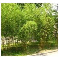河北工程花灌木早園竹價格